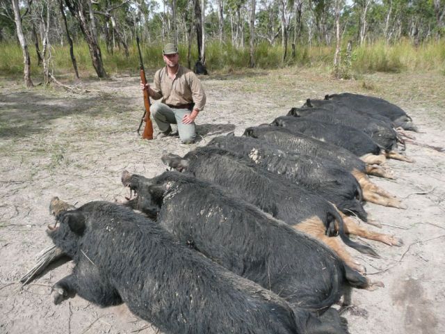 Boars