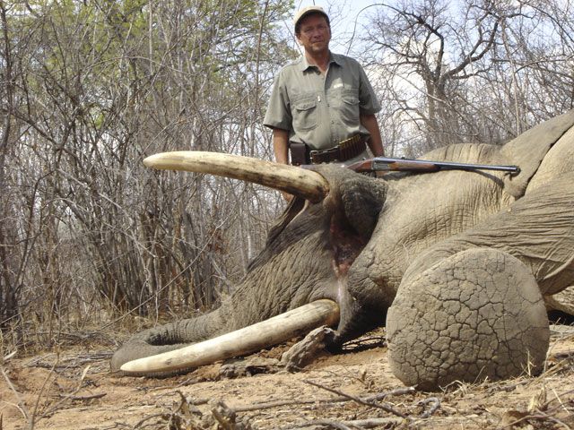 Elephant