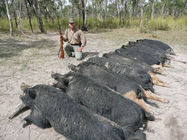 Boars
